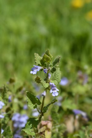 Ground ivy flowers - Latin name - Glechoma hederacea