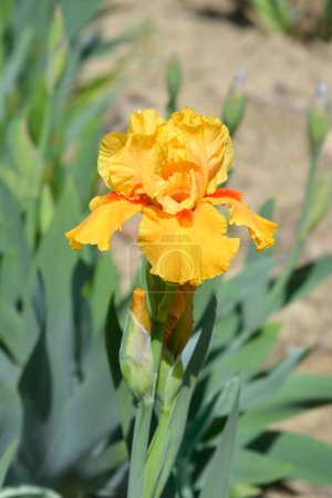 Flor amarilla del iris barbudo intermedio - Nombre latino - Billete de temporada del iris