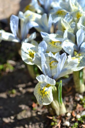 Iris Katherine Hodgkin flowers - Latin name - Iris reticulata Katherine Hodgkin