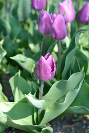 Lilac tulip flowers - Latin name - Tulipa Purple Flag