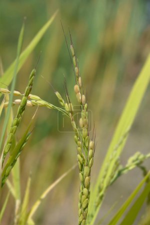 Japonica rice in the field - Latin name - Oryza sativa Japonica