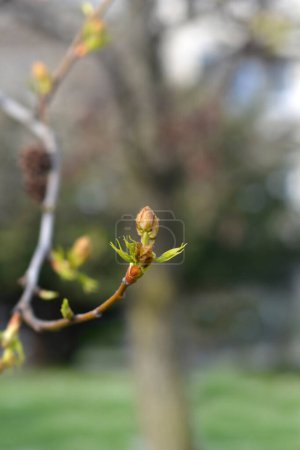 American sweetgum branches with flower buds and new leaves - Latin name - Liquidambar styraciflua