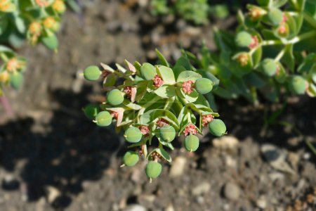 Arroz de mirto - Nombre latino - Euphorbia myrsinites