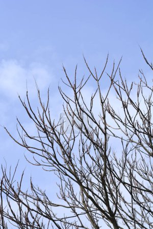 Baum des Himmels kahle Zweige vor blauem Himmel - lateinischer Name - Ailanthus altissima