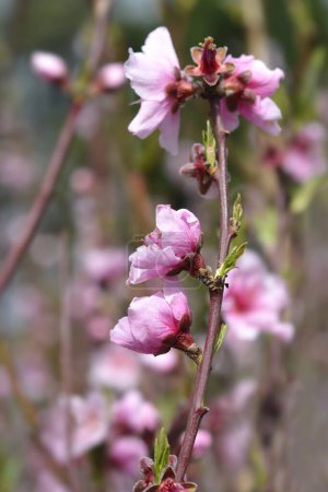 Nectarine branch with pink flowers - Latin name - Prunus persica var. nucipersica Armking