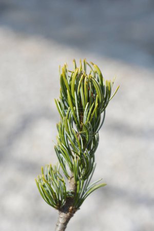 Japanise White Pine branch - Latin name - Pinus parviflora Blauer Engel