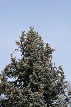 Colorado blue spruce tree - Latin name - Picea pungens Glauca