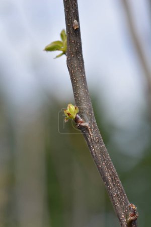 Quince branch with new leaves - Latin name - Cydonia oblonga