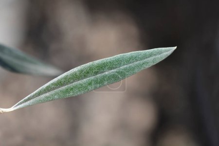 Photo for Common olive leaf - Latin name - Olea europaea - Royalty Free Image