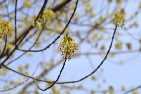 Boxelder maple branch with flowers - Latin name - Acer negundo