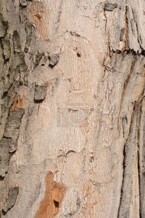 Silver maple bark detail - Latin name - Acer saccharinum