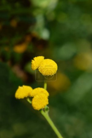 Common tansy flowers - Latin name - Tanacetum vulgare