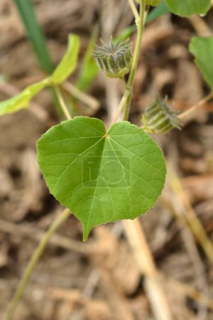 Velvetleaf green leaf - Latin name - Abutilon theophrasti