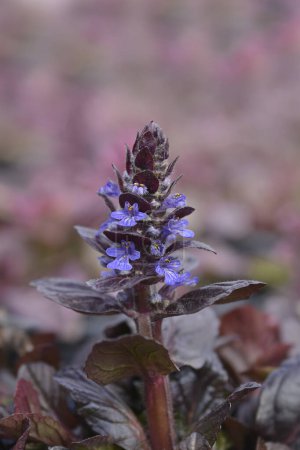 Bugle blue flowers - Latin name - Ajuga reptans Atropurpurea