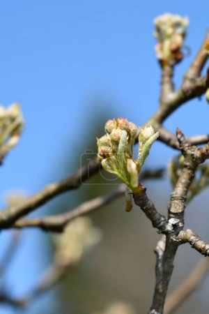 Birnenzweig mit Blütenknospen - lateinischer Name - Pyrus communis