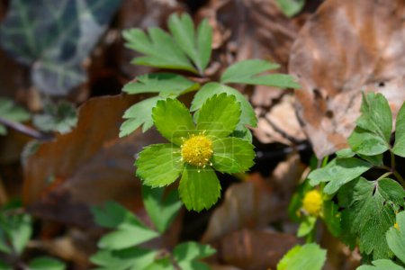 Dwarf masterwort flower - Latin name - Hacquetia epipactis