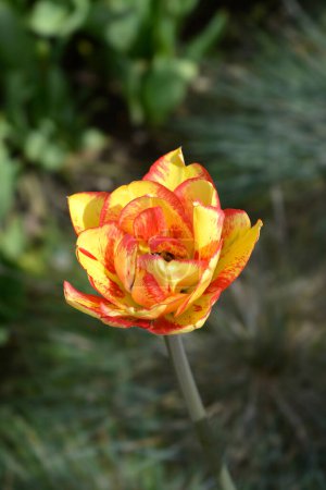 Flor de tulipán tardía doble amarilla y roja - Nombre latino - Tulipa Sundowner
