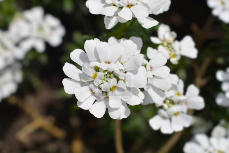 Evergreen candytuft white flowers - lateinischer Name - Iberis sempervirens Schneeflocke