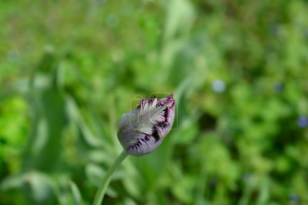 Loro tulipán flor púrpura oscuro brote - Nombre latino - Tulipa Loro Negro