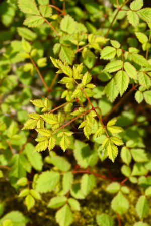 Chinese astilbe leaves - Latin name - Astilbe chinensis