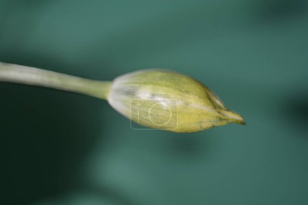 Photo for Wild garlic flower bud - Latin name - Allium ursinum - Royalty Free Image