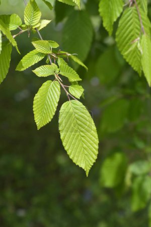 Faisceau commun Horizontalis feuilles - Nom latin - Carpinus betulus Horizontalis