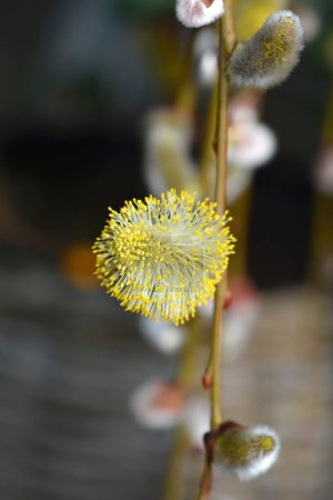 Weeping pussy willow branch with flowers - Latin name - Salix caprea Pendula