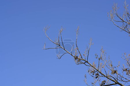 Empress tree branches with flower buds and seed pods - Latin name - Paulownia tomentosa