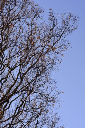 Foto de Ramas de roble inglés con hojas secas contra el cielo azul - Nombre latino - Quercus robur Fastigiata - Imagen libre de derechos