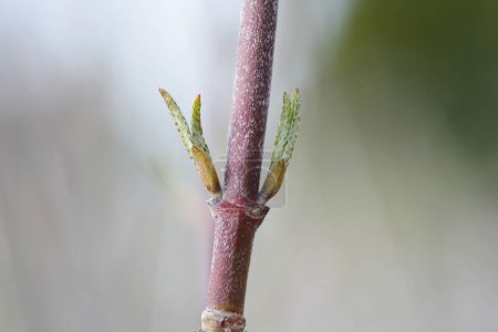Cornelian cherry branch buds - Latin name - Cornus mas
