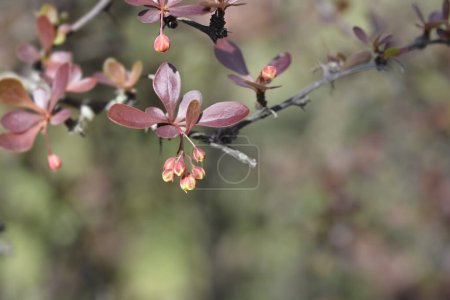 Brotes de flores de agracejo japonés morado - Nombre latino - Berberis thunbergii f. atropurpurea