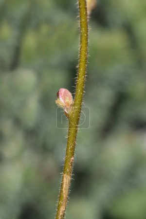 Chinese kiwi branch with leaf buds - Latin name - Actinidia chinensis