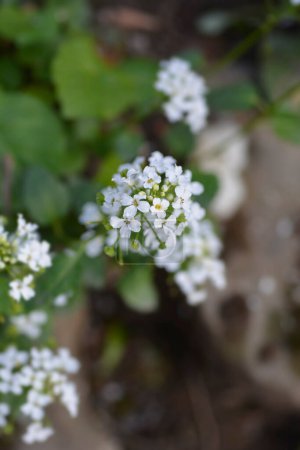 Caucasian pennycress white flowers - Latin name - Pachyphragma macrophyllum