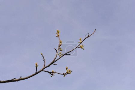 American sweetgum branches with bud - Latin name - Liquidambar styraciflua