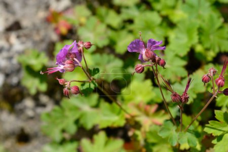 Téléchargez les photos : Cambridge Cransesbill fleurs roses - Nom latin - Geranium x cantabrigiense Cambridge - en image libre de droit