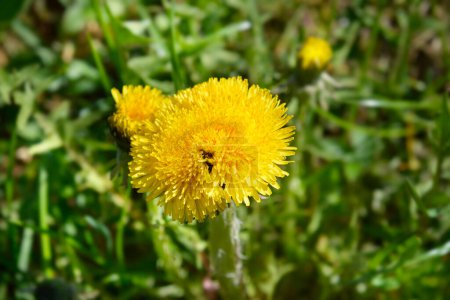Fleur commune de pissenlit - Nom latin - Taraxacum officinale