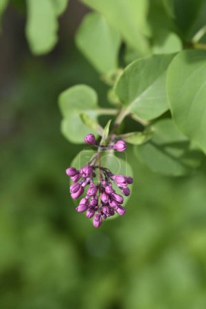 Foto de Lilac Esther Staley flower buds - Latin name - Syringa x hyacinthiflora Esther Staley - Imagen libre de derechos