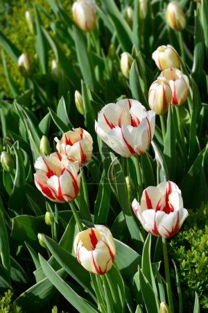 White and red tulip flowers - Latin name - Tulipa Carnaval de Rio