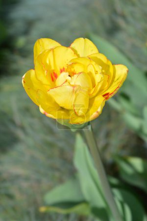 Flor de tulipán tardía doble amarilla y roja - Nombre latino - Tulipa Sundowner