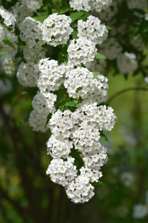 Reeves spiraea branch with white flowers - Latin name - Spiraea cantoniensis