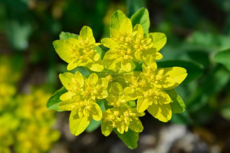 Épinoche à coussin fleurs jaunes - Nom latin - Euphorbia epithymoides