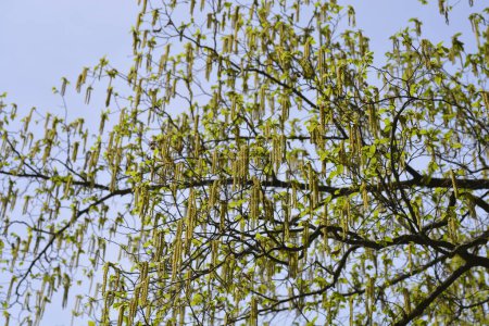 Zweige der Europäischen Hopfenbuche mit Blüten - lateinischer Name - Ostrya carpinifolia