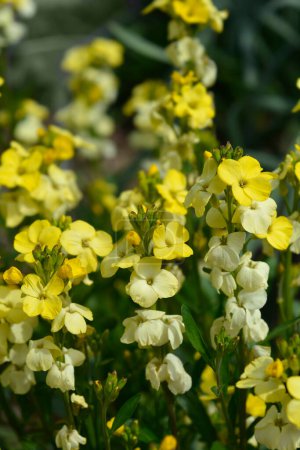 Fleurs jaunes - Nom latin - Erysimum cheiri Primerose Dame