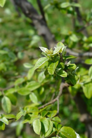 Quittenzweig mit grünen Blättern und Blütenknospen - lateinischer Name - Cydonia oblonga