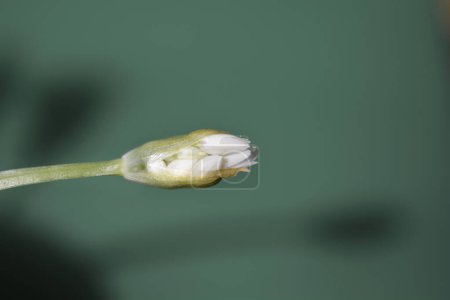 Photo for Wild garlic white flower bud - Latin name - Allium ursinum - Royalty Free Image