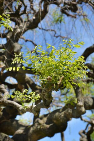 Weeping Japanese pagoda tree branches with new leaves - Latin name - Sophora japonica Pendula