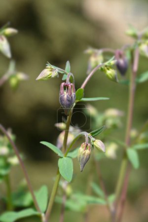 Photo for Common columbine flower buds - Latin name - Aquilegia vulgaris - Royalty Free Image