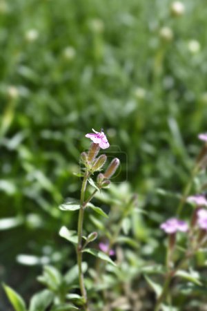Rock soapwort pink flowers - Latin name - Saponaria ocymoides