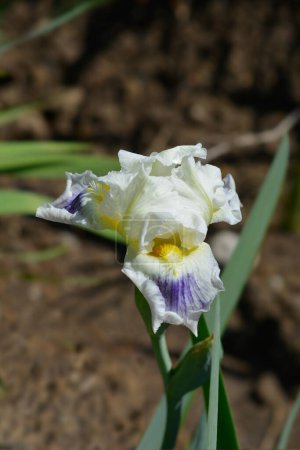 Intermediate Bearded Iris white and lavender flower - Latin name - Iris Bering Sea
