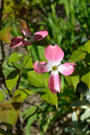 Blühender Hartriegelzweig mit Blüten - lateinischer Name - Cornus florida Süßwasser